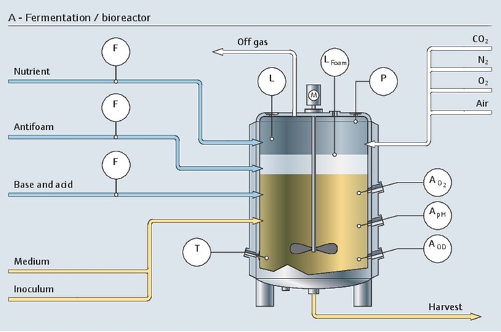 processo de fermentação