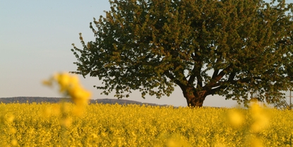 Para nós, o crescimento econômico caminha lado a lado com consciência ecológica e social.