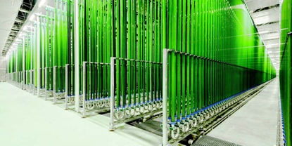 Produção industrial de algas em foto-biorreatores