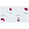 Processo de produção de carne vegetal