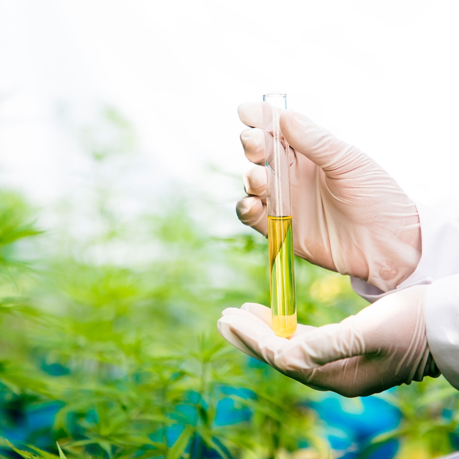 Óleo essencial de cannabis em um frasco de vidro